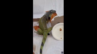 Food thief eats couple's pizza at Florida resort - Fox News