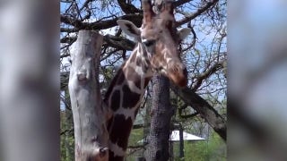 Animals find creative ways to scratch itches at Milwaukee County Zoo - Fox News