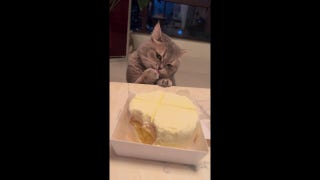 Cat's gentle paw play becomes hilarious way to sneak frosting from cake - Fox News