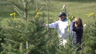 Expect to pay a little more for your Christmas tree this year
